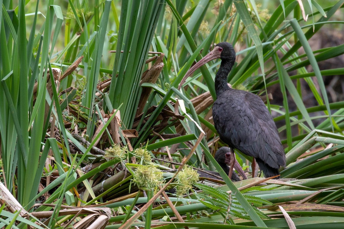 Bare-faced Ibis - ML102410171