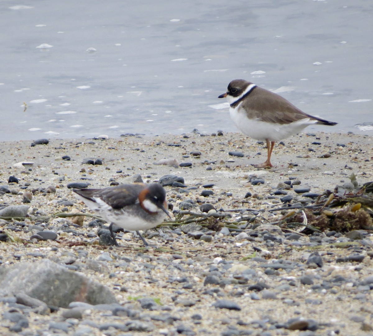 Red-necked Phalarope - ML102410181