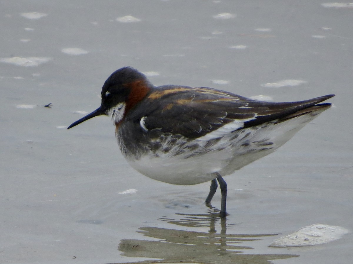 Phalarope à bec étroit - ML102410241