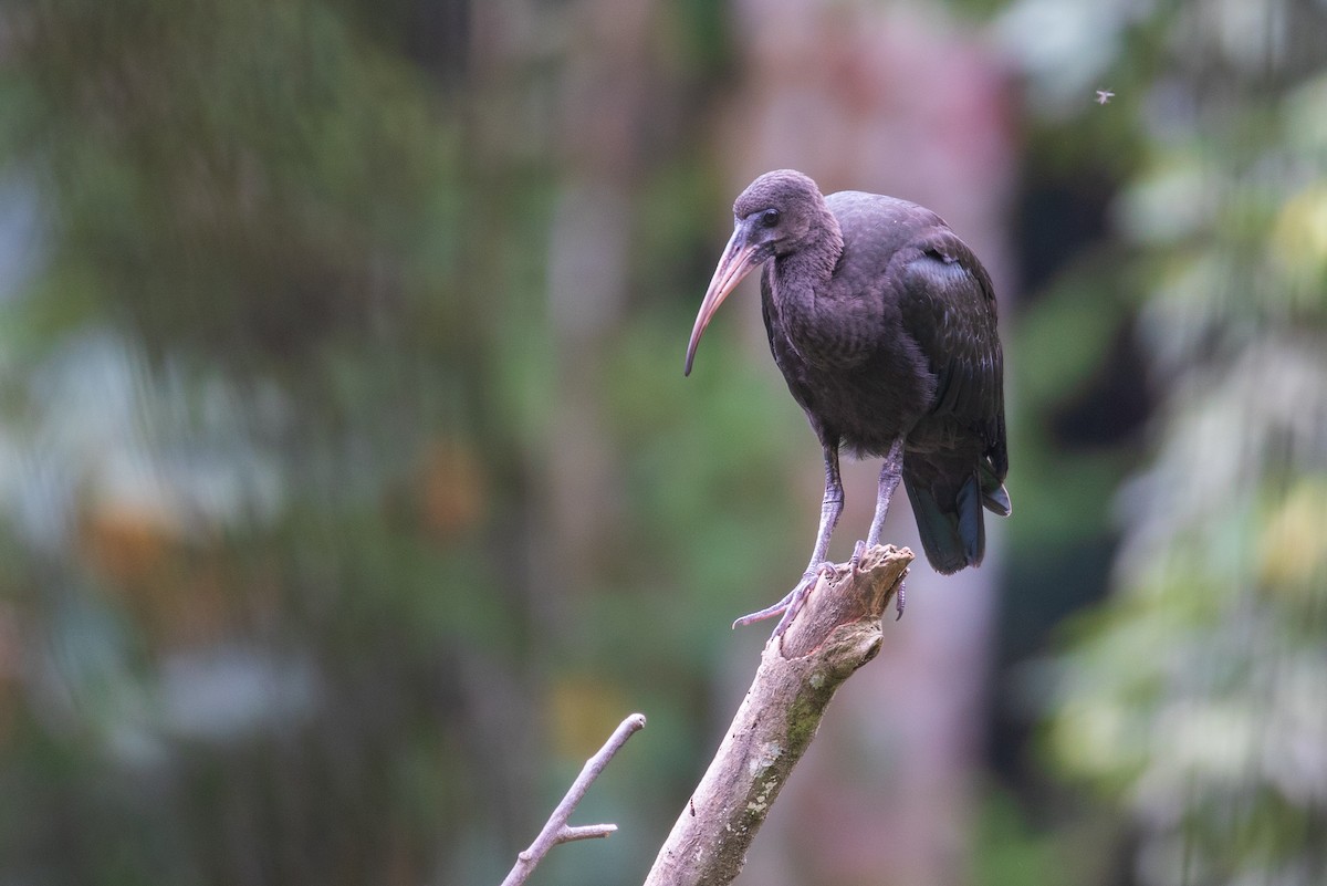 Bare-faced Ibis - ML102410281