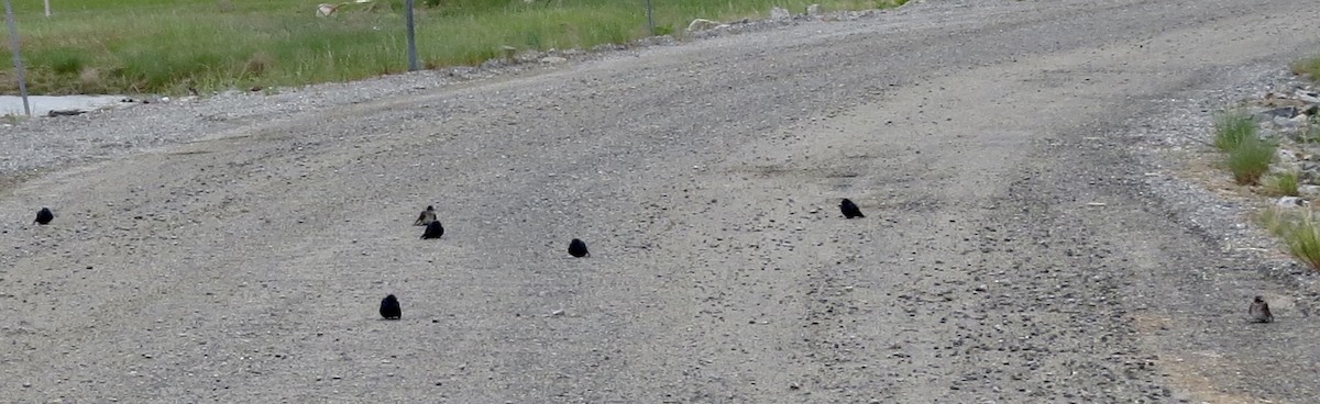 Purple Martin - ML102410321