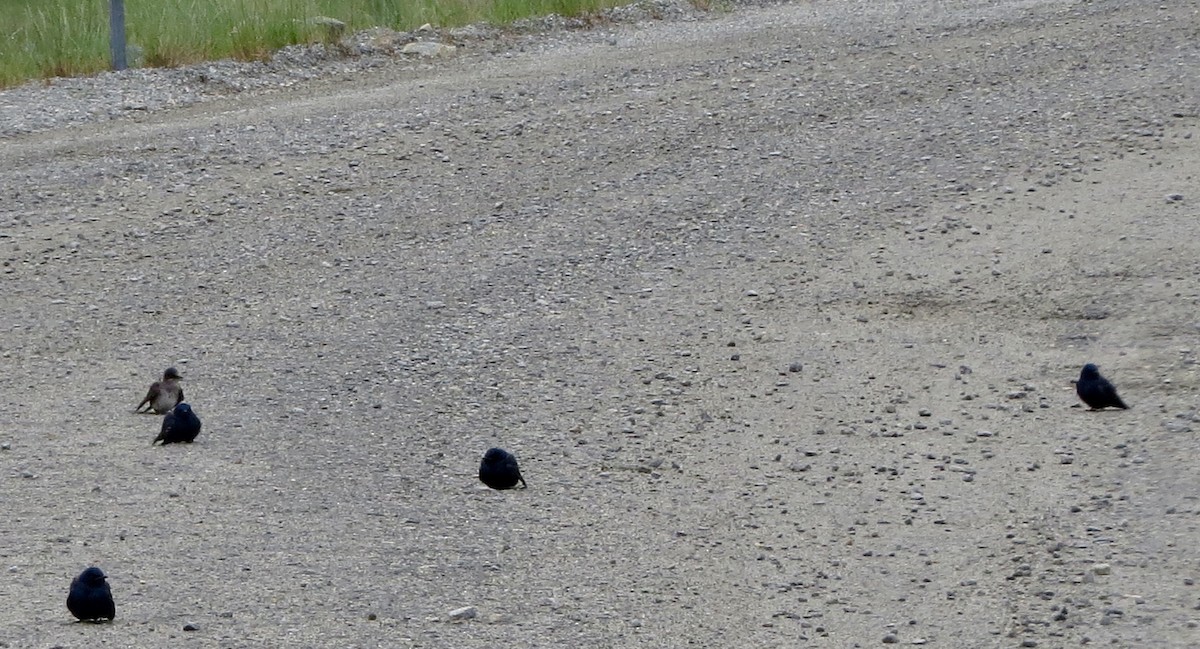 Purple Martin - ML102410341