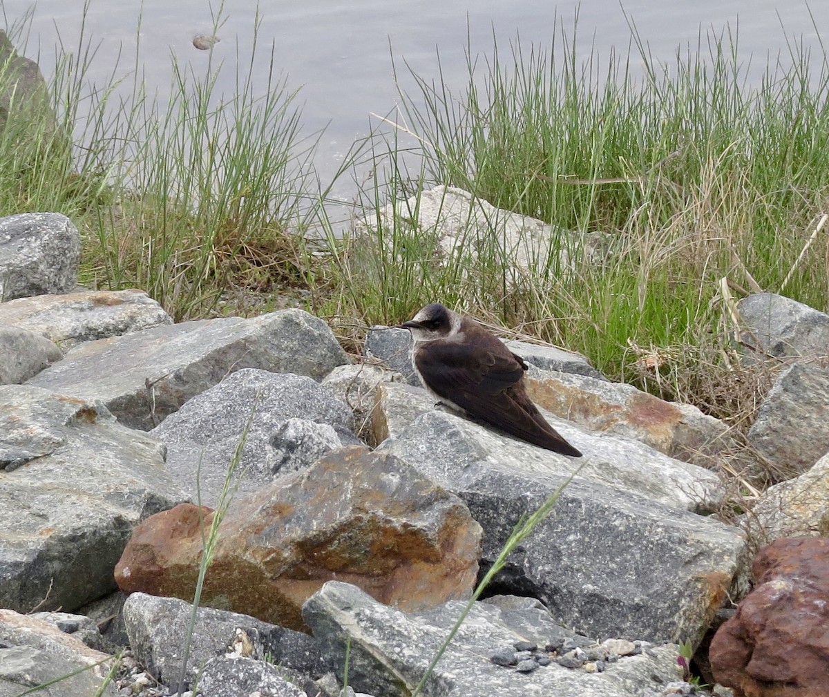 Purple Martin - ML102410361