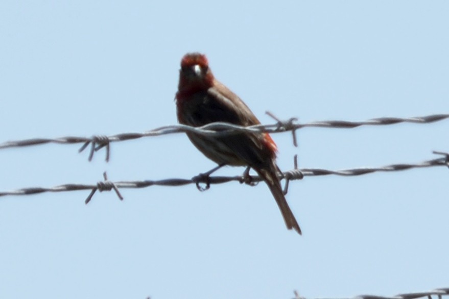 House Finch - ML102410421