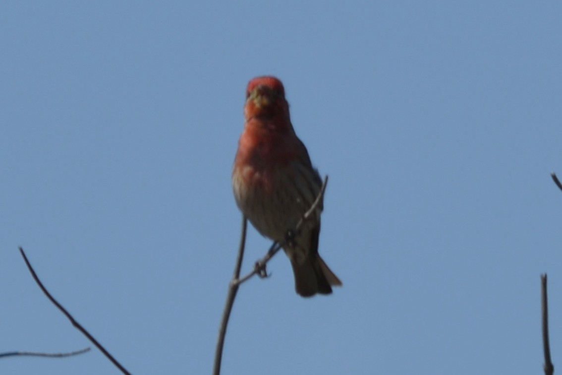 House Finch - ML102410431