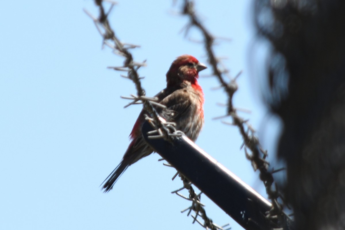 House Finch - ML102410451