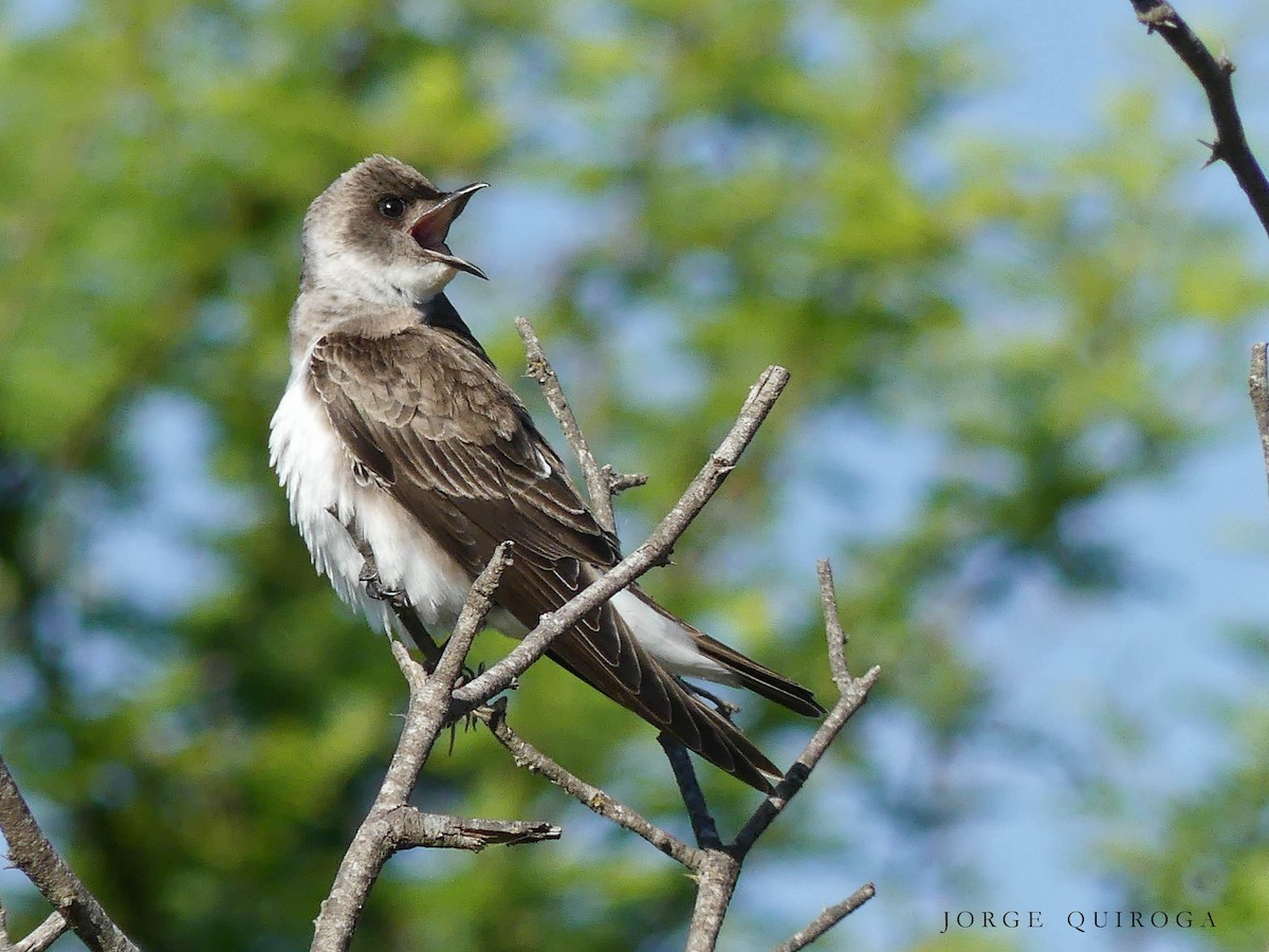 Brown-chested Martin - ML102410841