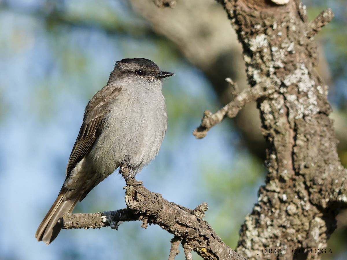Crowned Slaty Flycatcher - Jorge  Quiroga