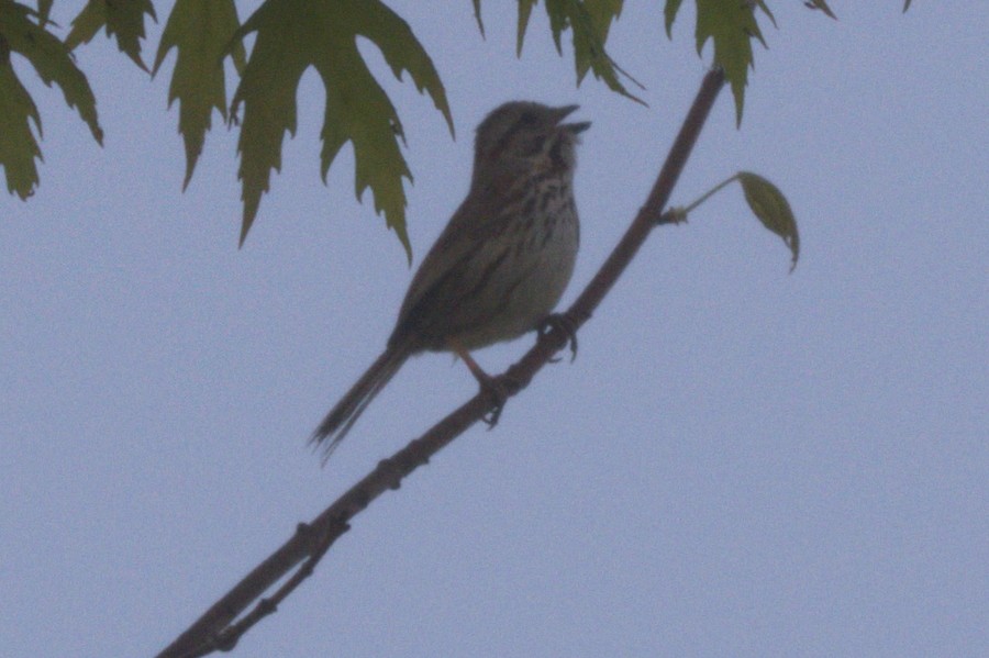 Savannah Sparrow - ML102414221