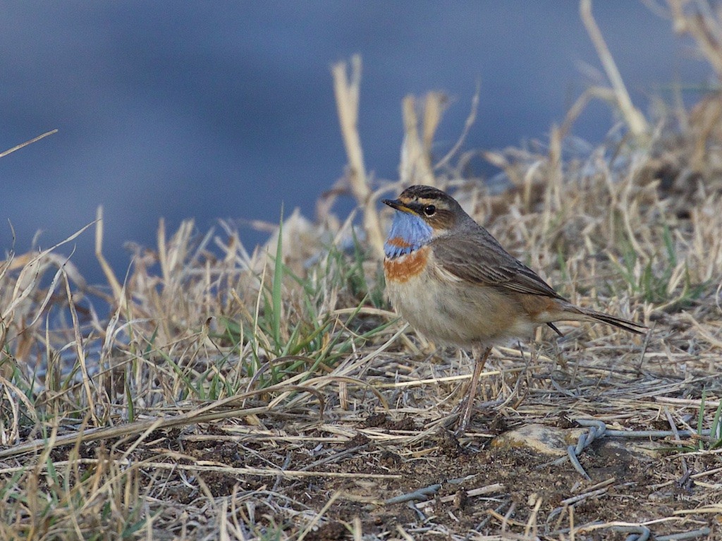 Bluethroat - Kenneth Petersen