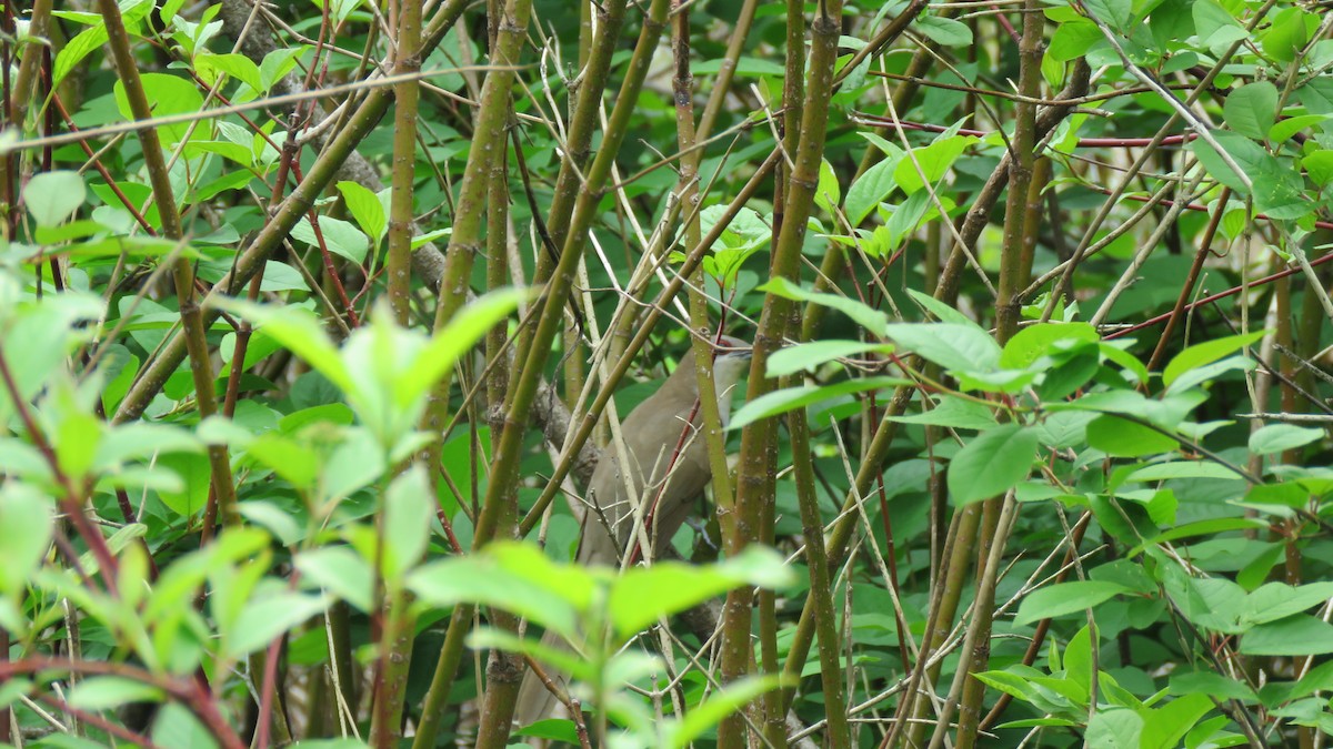 Black-billed Cuckoo - ML102418311