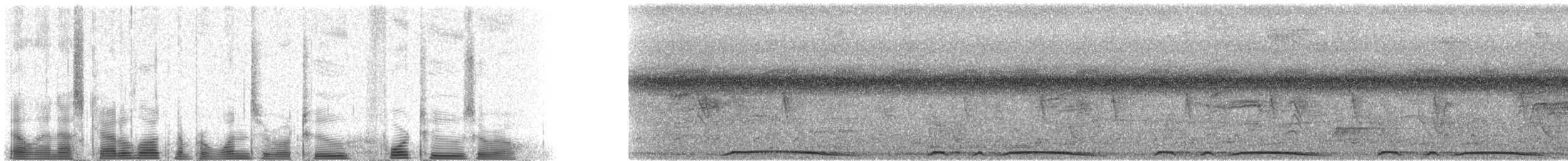 holub neotropický - ML102420