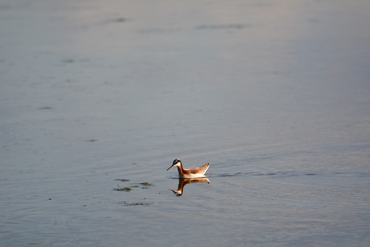Wilson's Phalarope - ML102420291