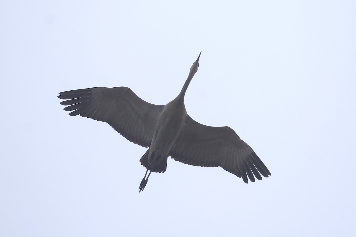 Sandhill Crane - ML102420471