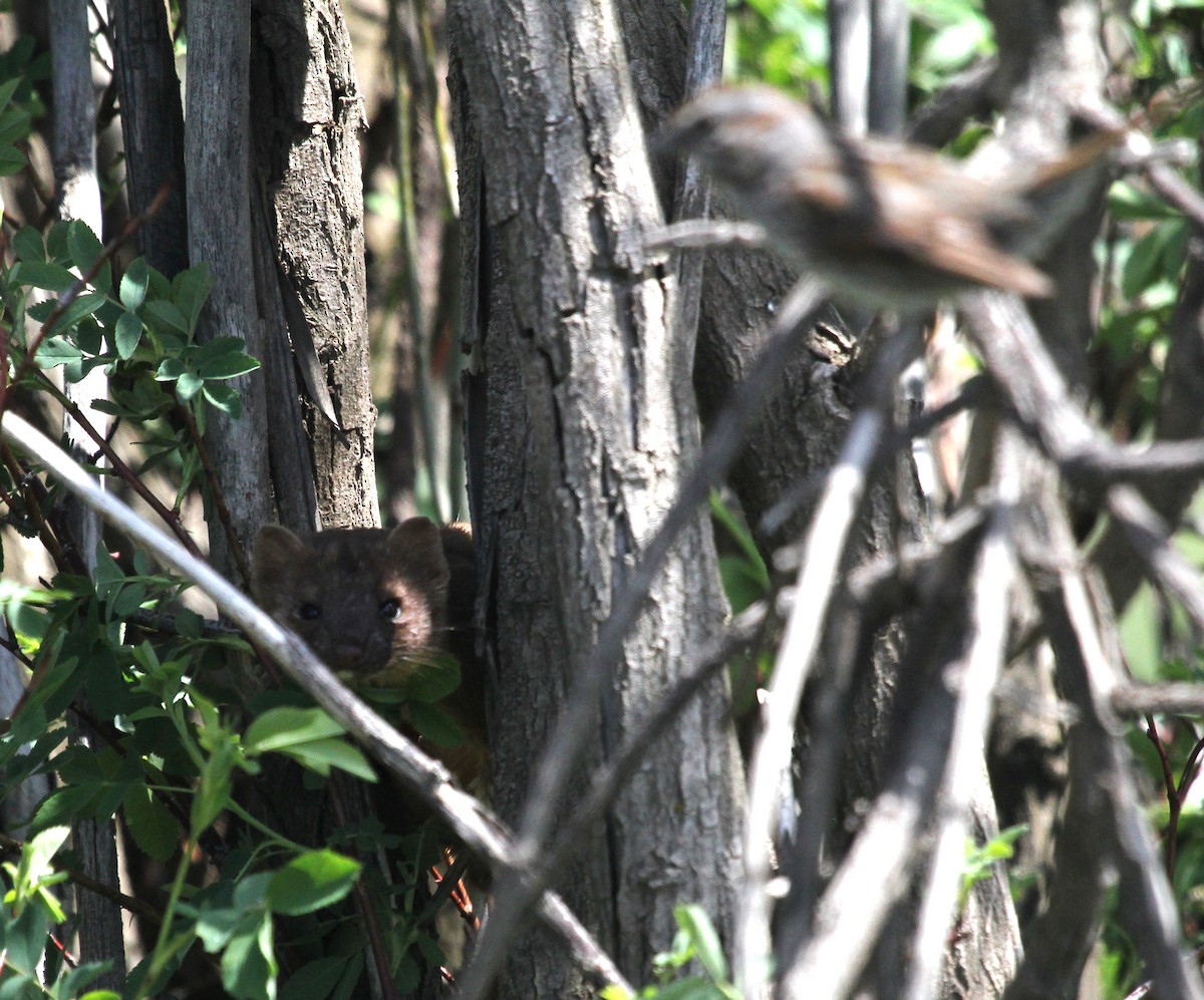 Song Sparrow - ML102420591