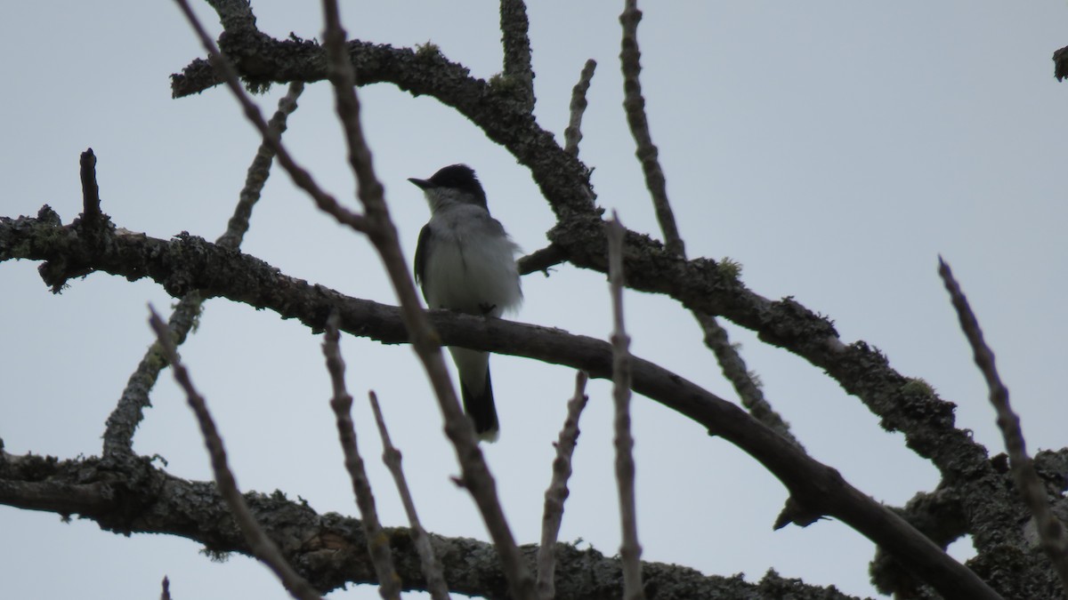 Eastern Kingbird - ML102422481