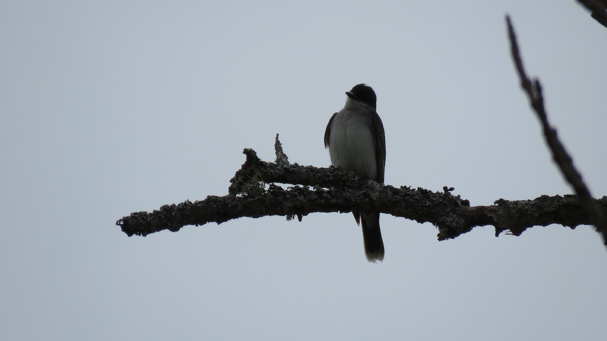 Eastern Kingbird - ML102422501