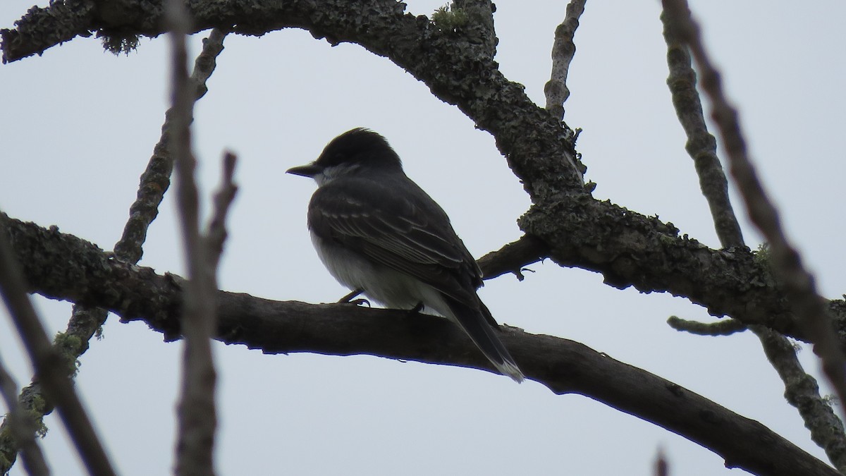 Eastern Kingbird - ML102422511