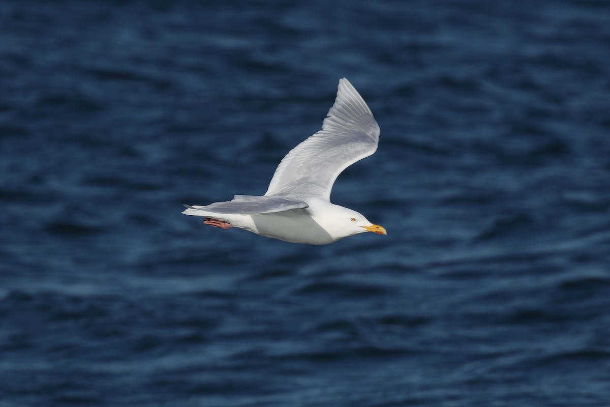 Glaucous Gull - ML102422621