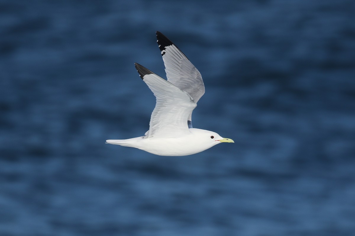 Black-legged Kittiwake - ML102422741