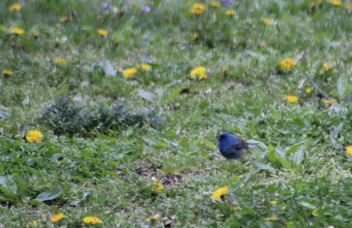 Passerin indigo - ML102423081