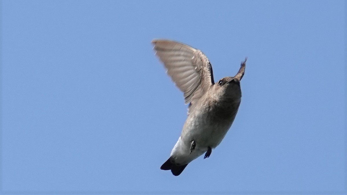 Hirondelle à ailes hérissées - ML102423501
