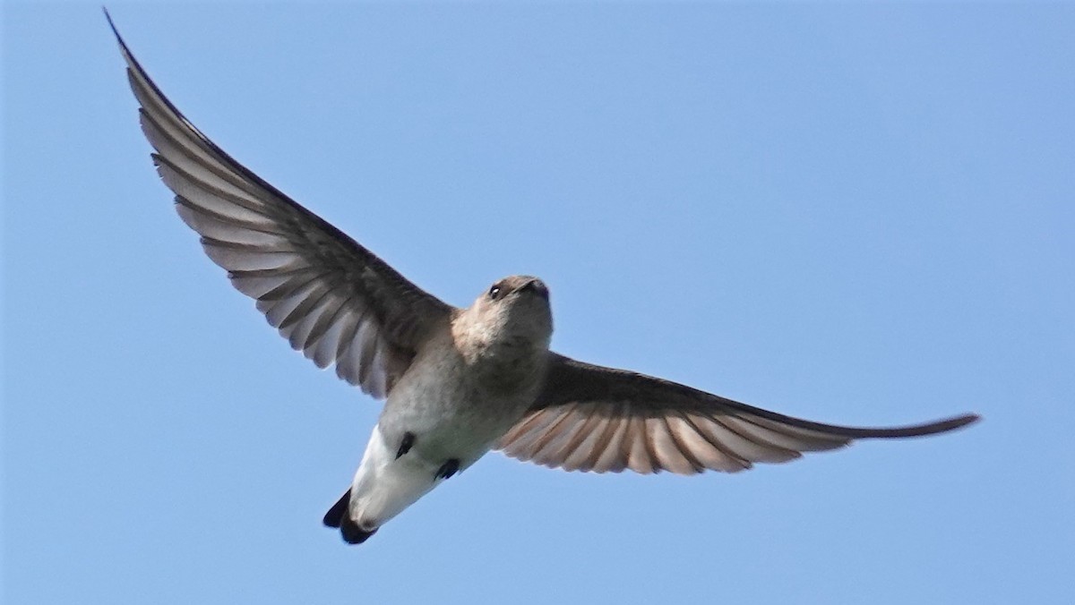 Hirondelle à ailes hérissées - ML102423511