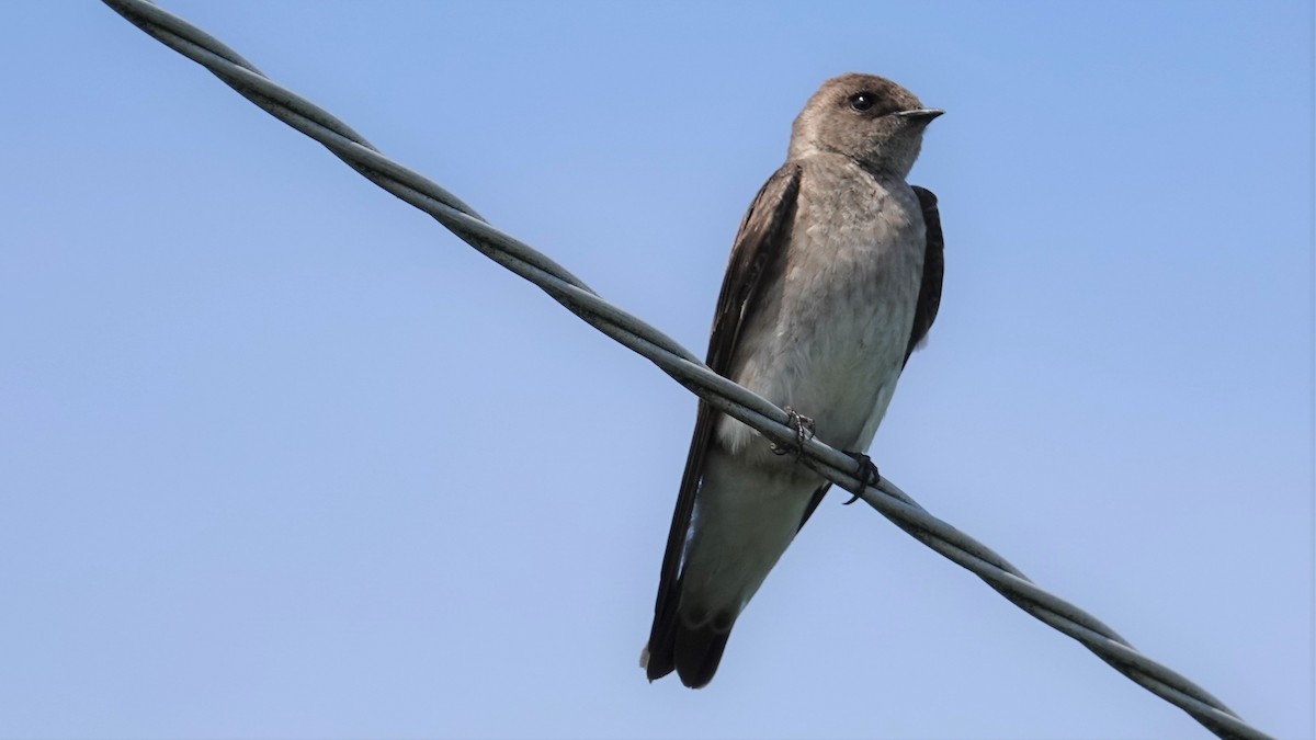 Hirondelle à ailes hérissées - ML102423521