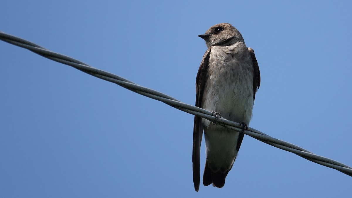 Hirondelle à ailes hérissées - ML102423531