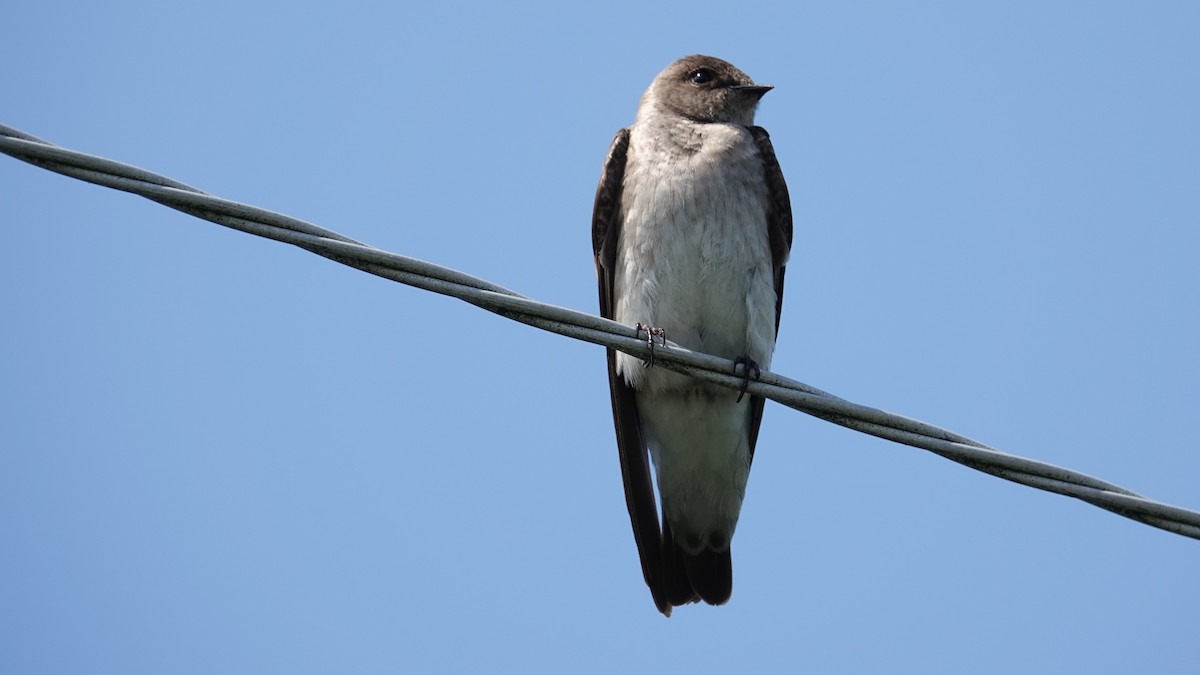 Hirondelle à ailes hérissées - ML102423541