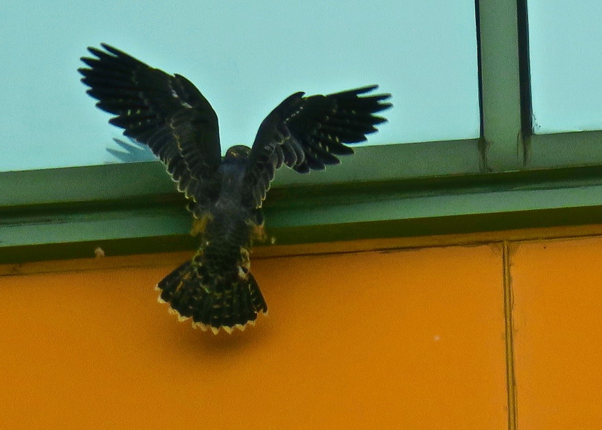 Falco pellegrino - ML102423601