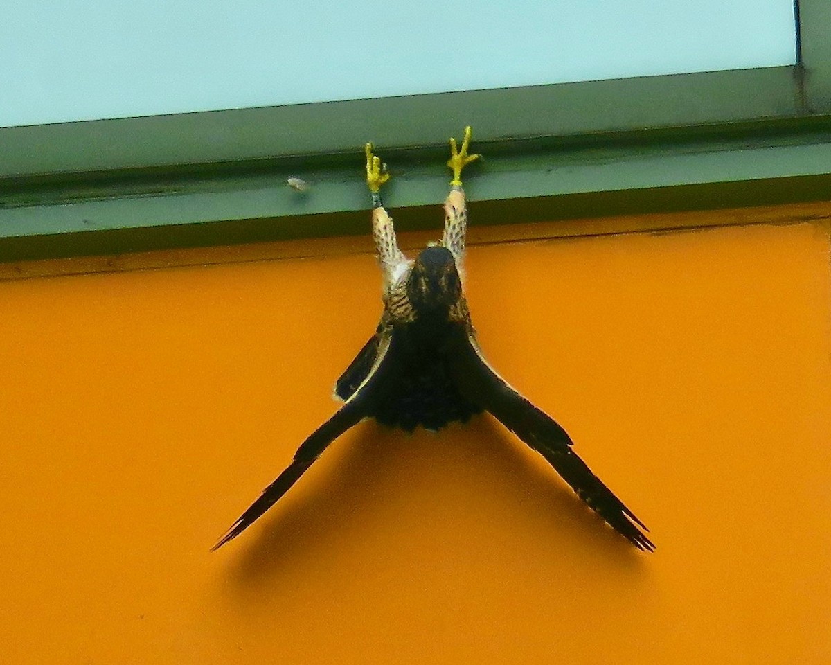 Falco pellegrino - ML102424001