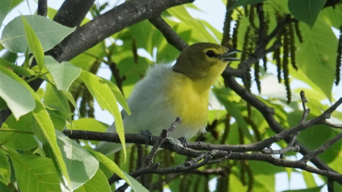 キノドモズモドキ - ML102424341