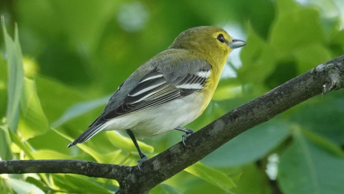 キノドモズモドキ - ML102424351