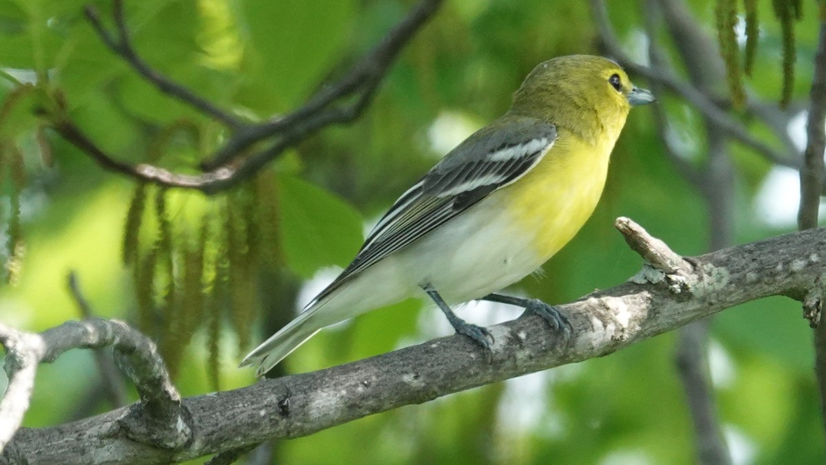 キノドモズモドキ - ML102424361