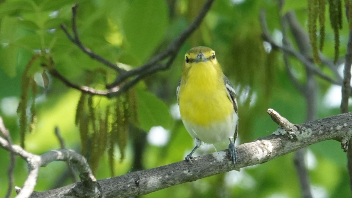 キノドモズモドキ - ML102424371