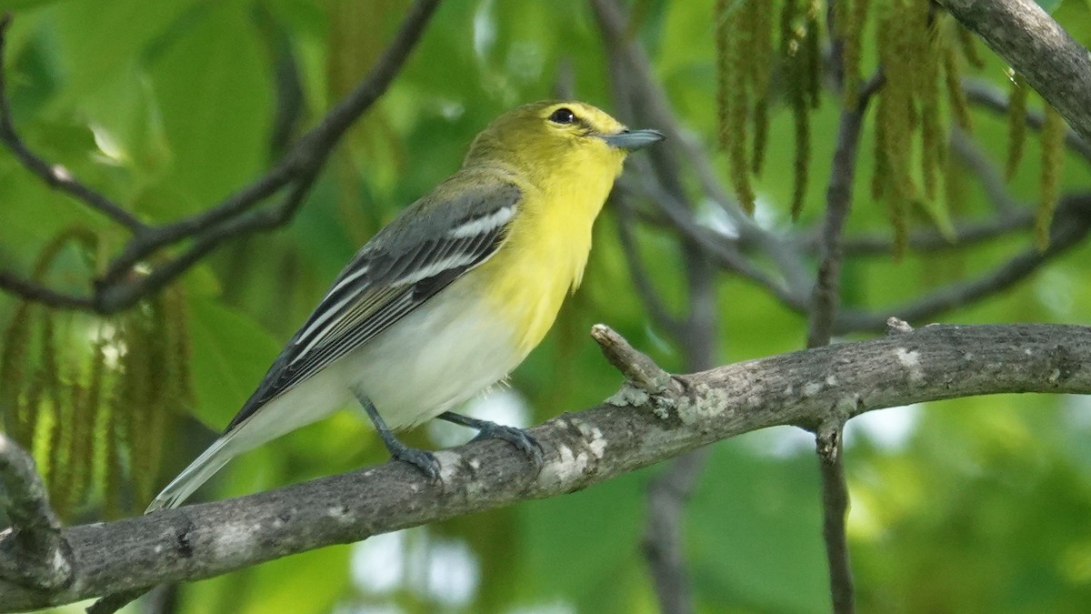 キノドモズモドキ - ML102424381