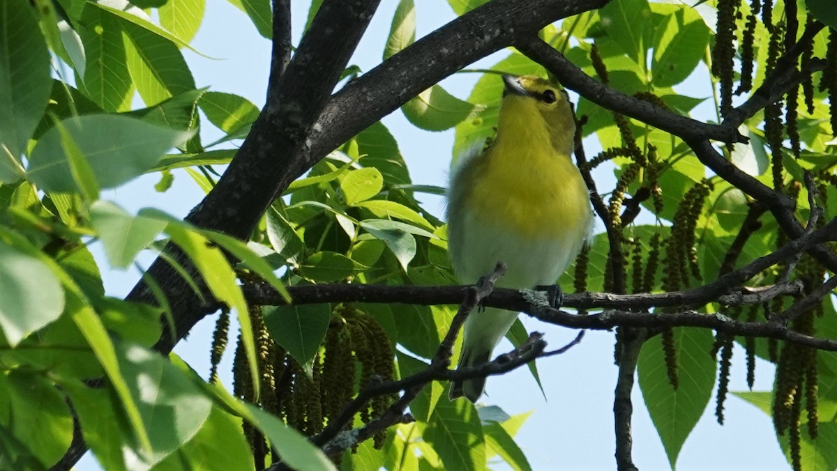 キノドモズモドキ - ML102424401