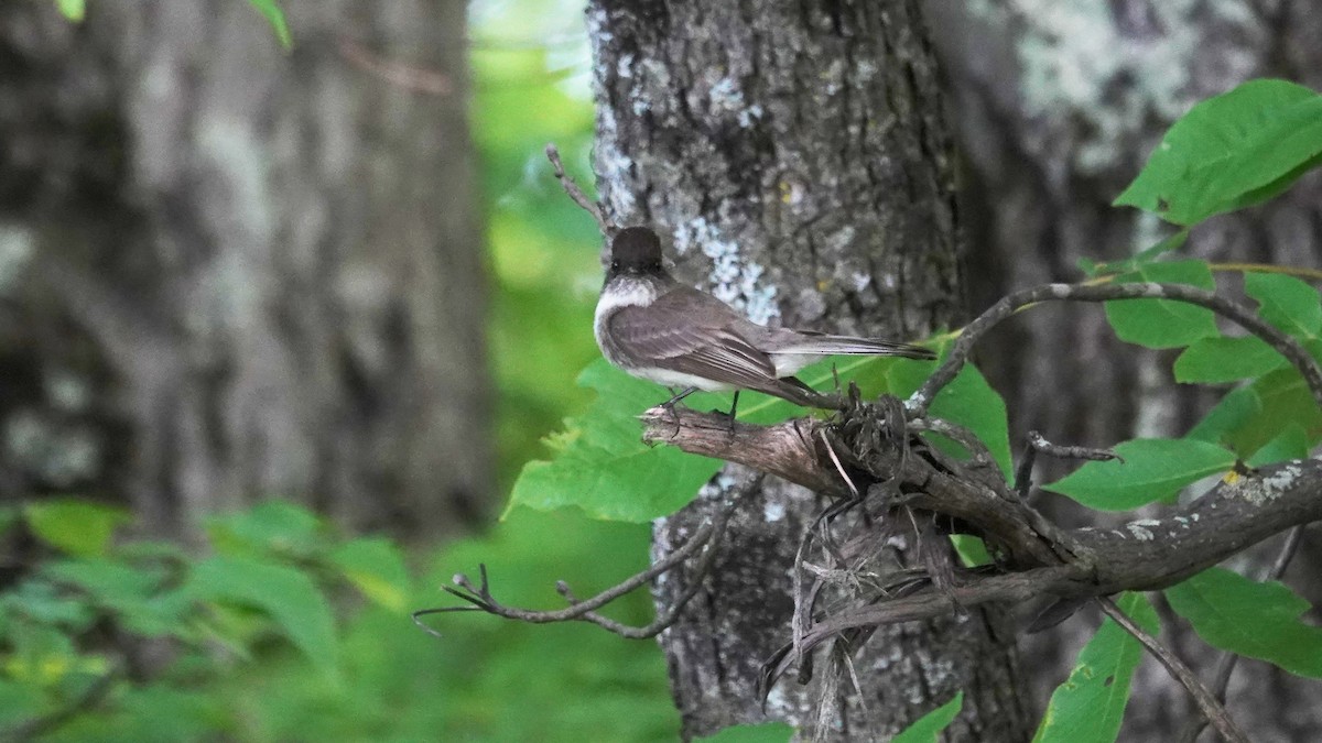 ツキヒメハエトリ - ML102424431