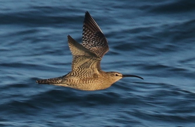 Whimbrel (Siberian) - Liam Singh