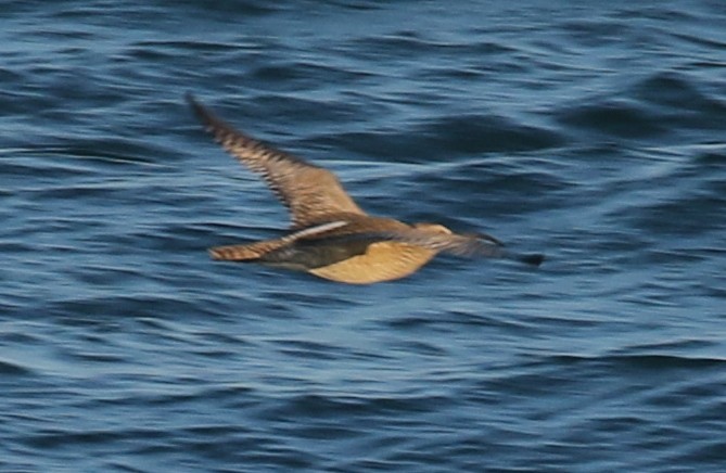 Whimbrel (Siberian) - ML102426361