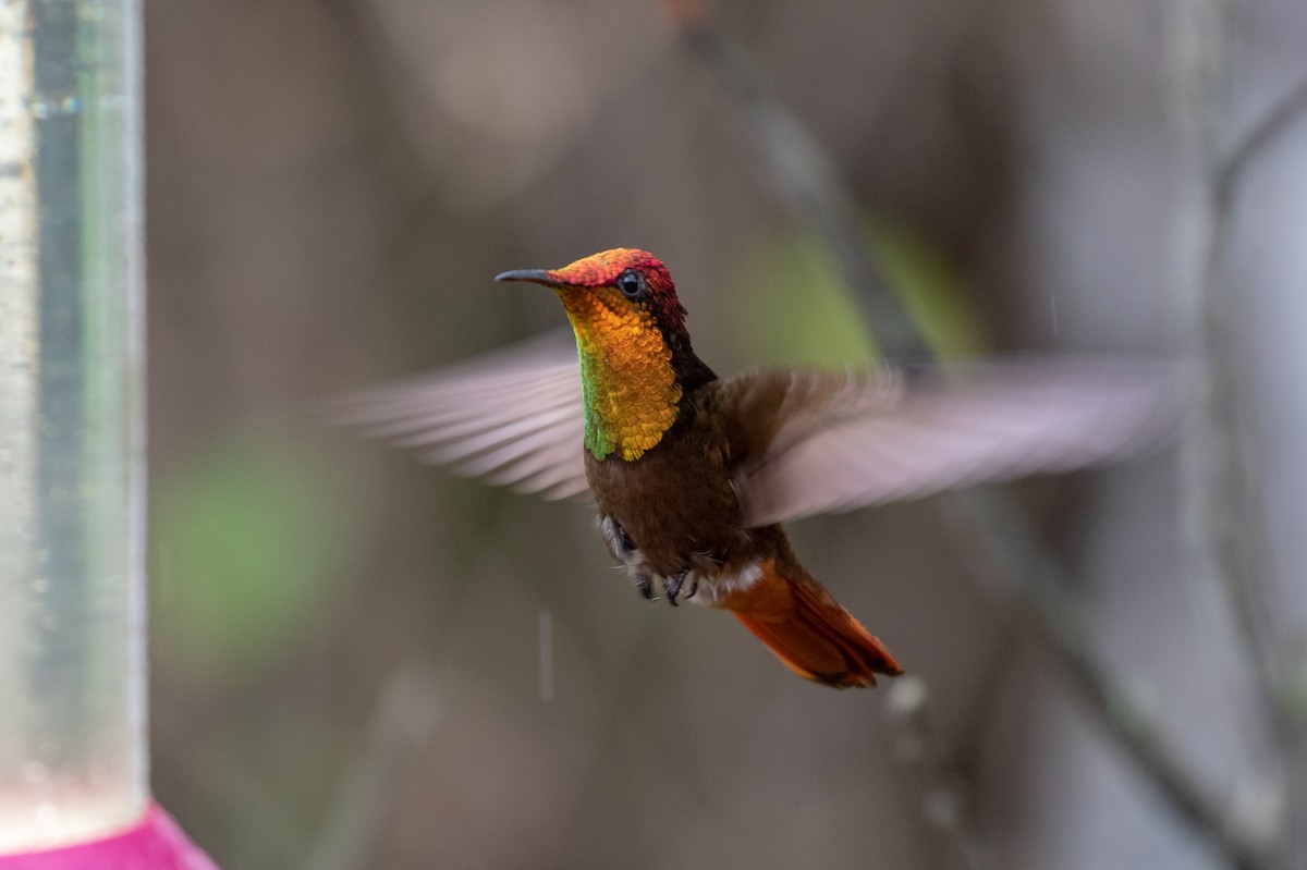 Ruby-topaz Hummingbird - Drew Weber