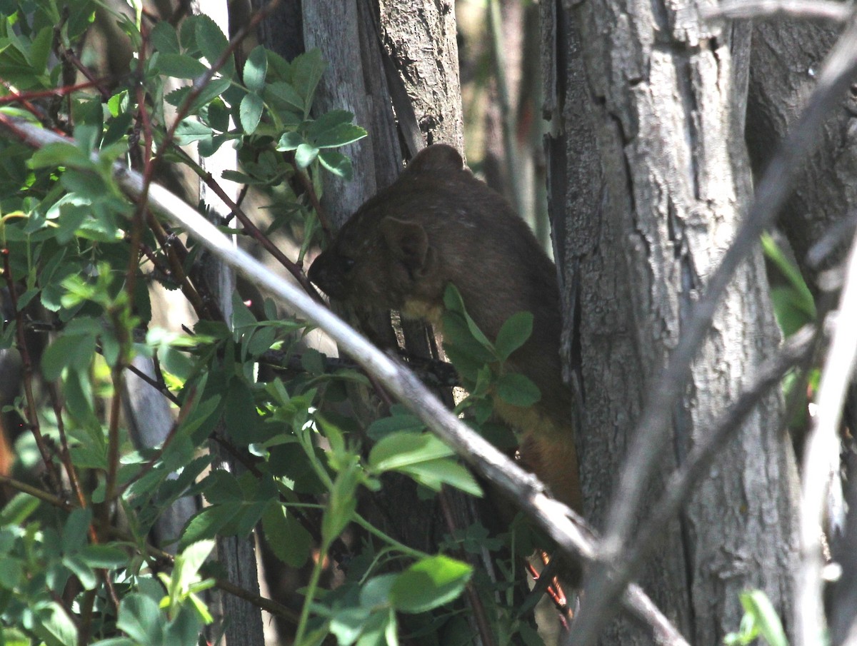 Song Sparrow - ML102427261