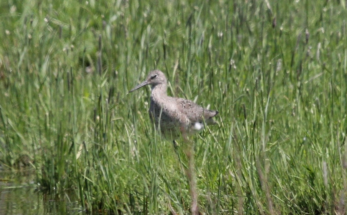 Willet - ML102427701