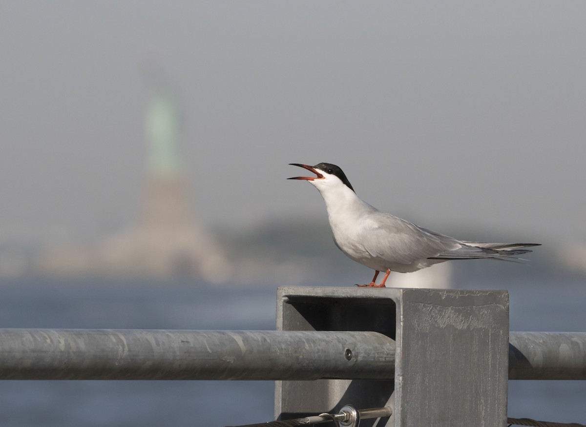 Common Tern - Heather Wolf