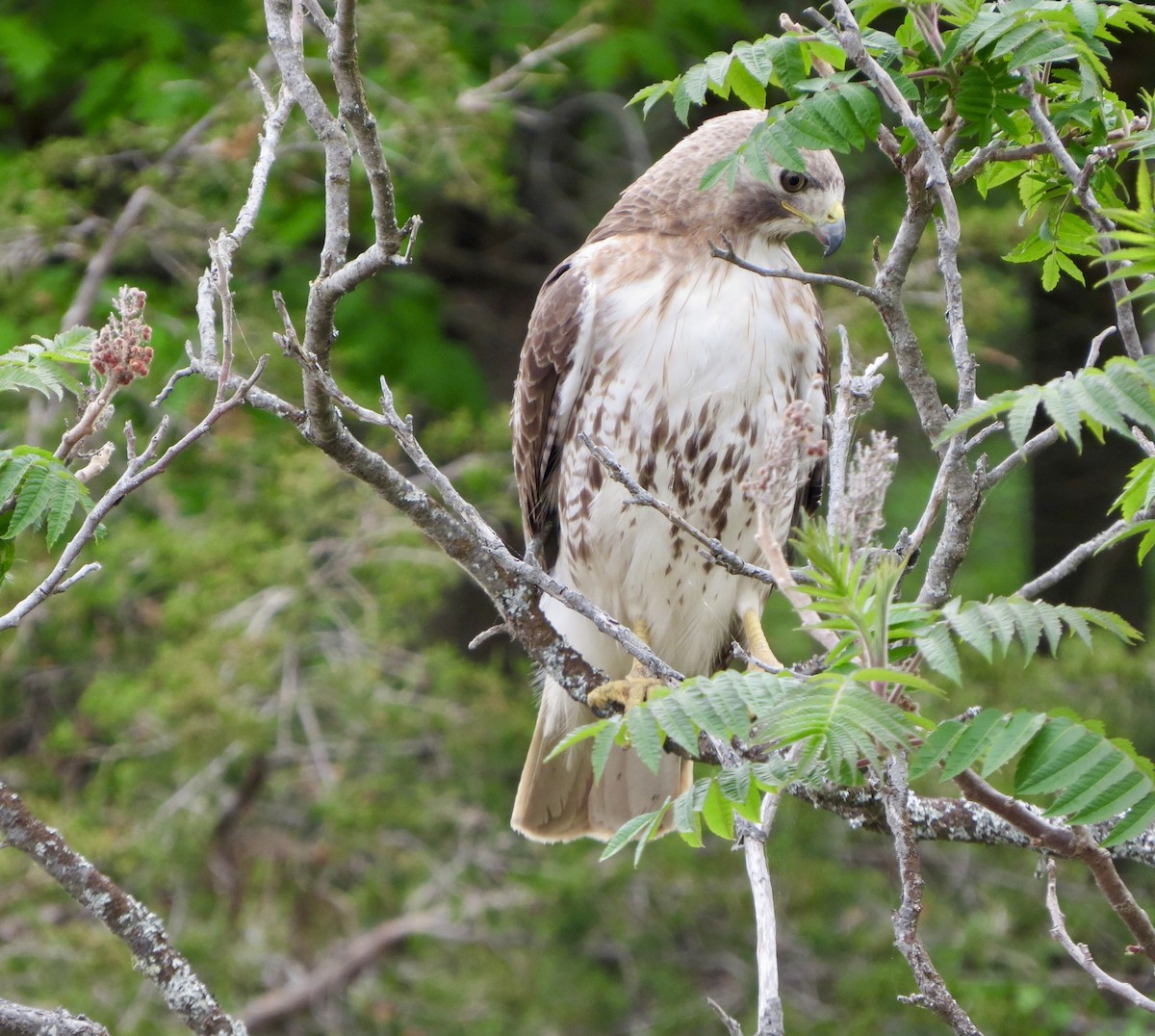 Rotschwanzbussard - ML102428771