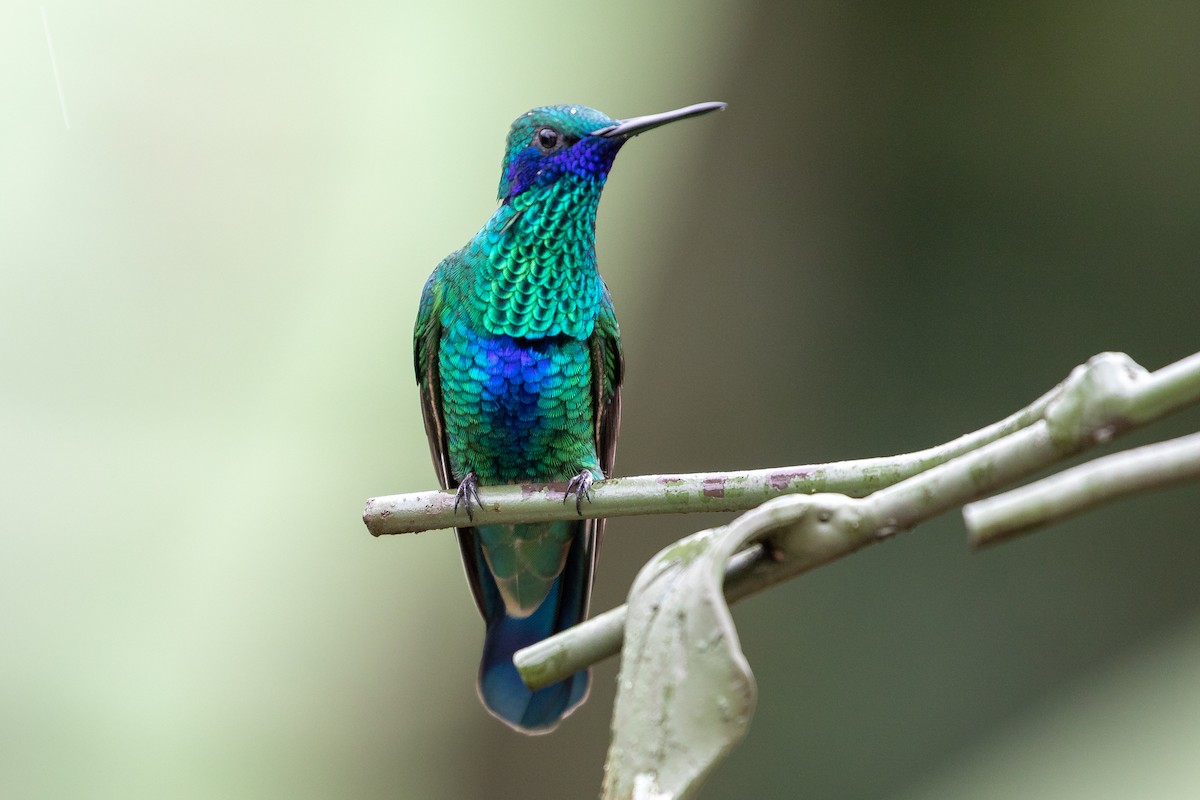 Sparkling Violetear - Drew Weber