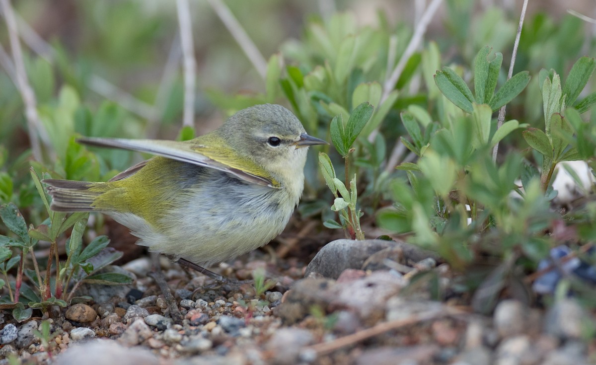 Tennessee Warbler - ML102429371