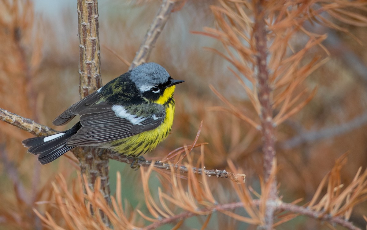 Magnolia Warbler - ML102429481