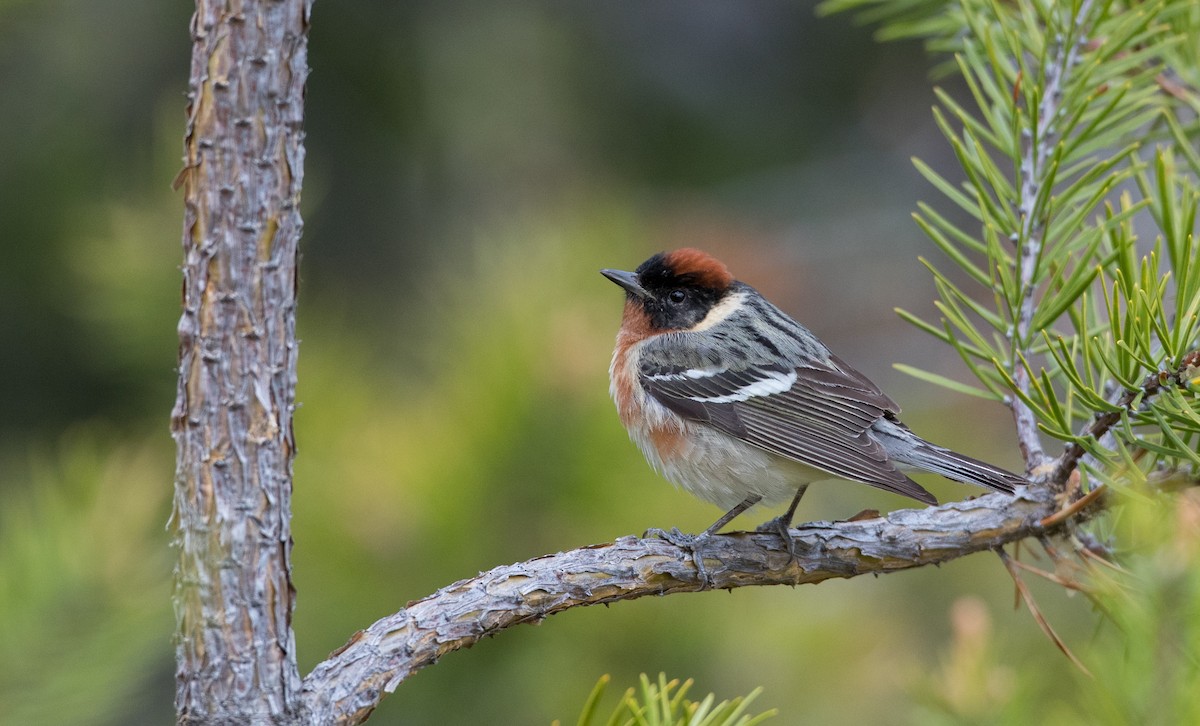 Bay-breasted Warbler - ML102429521